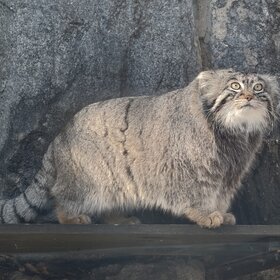 ����� ������