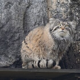 ����� ������