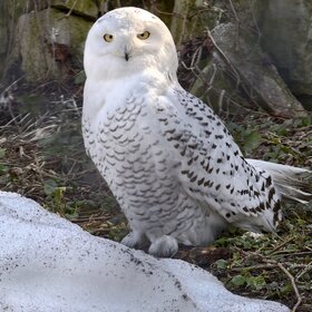 ����� ����