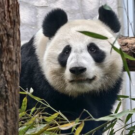 ����� ������