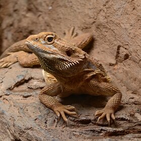 ��������� �����