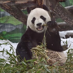 ����� ���