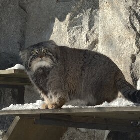 ����� ������