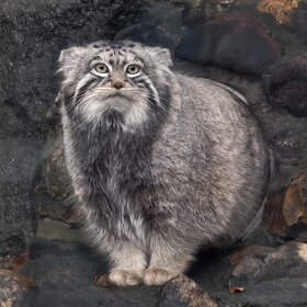 ����� ������� �� ����������� ��������