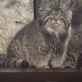 ����� ������